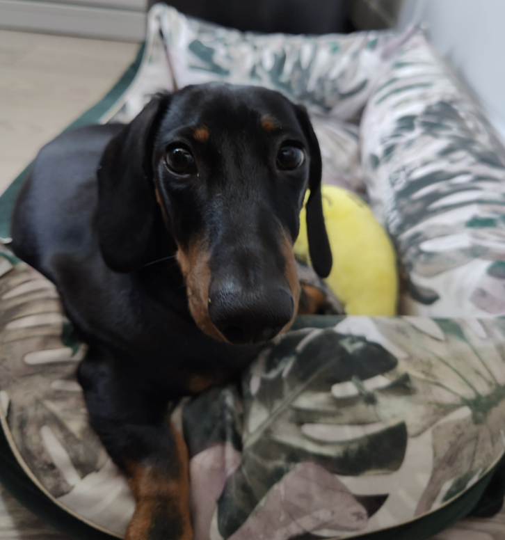 Câine educat la Aport Training — Teckel